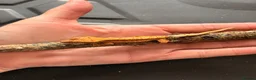Gecko reptiles for sale: Crested gecko baby’s  - Advert 3