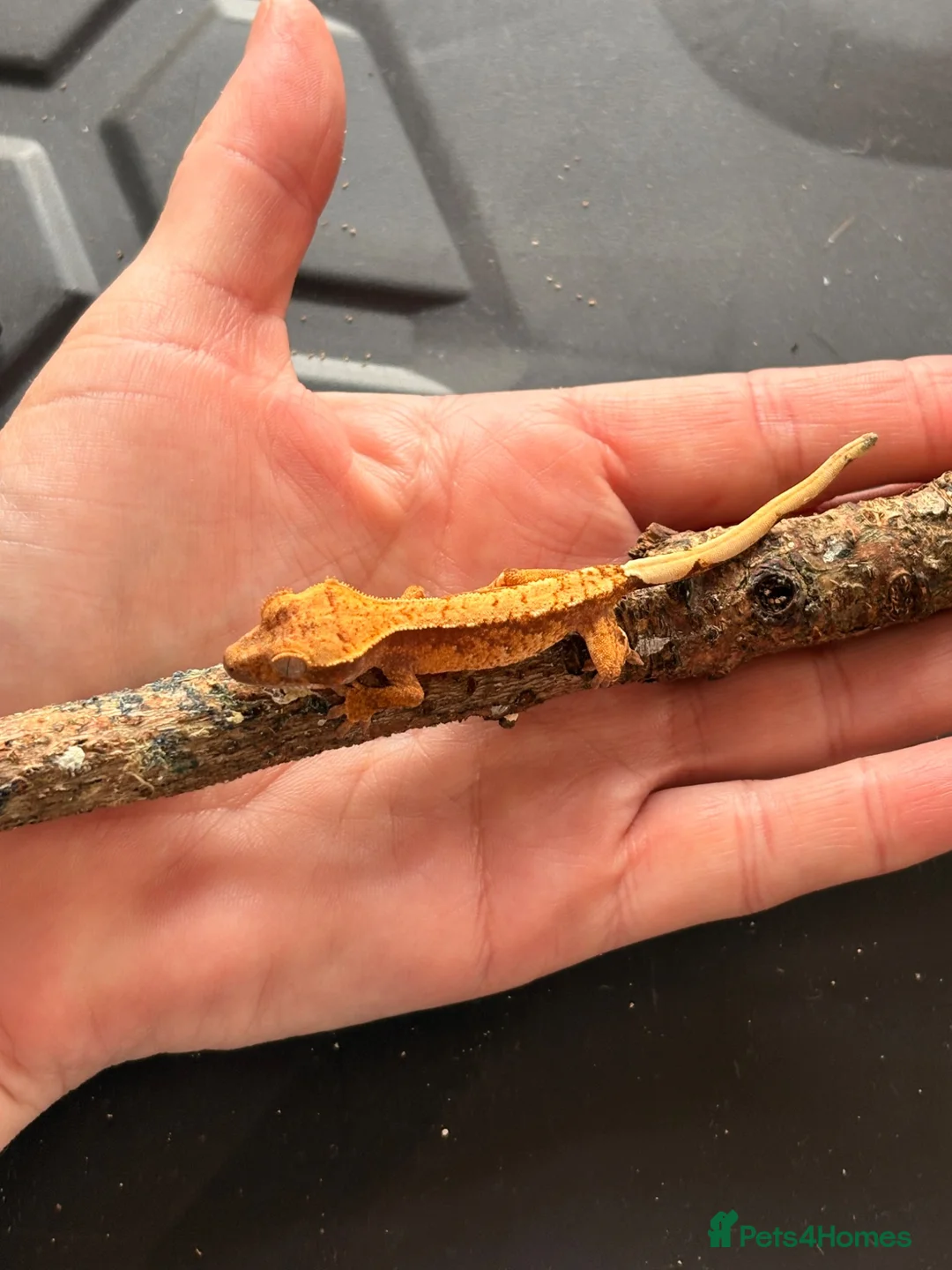 Gecko reptiles for sale: Crested gecko baby’s  - Advert 3