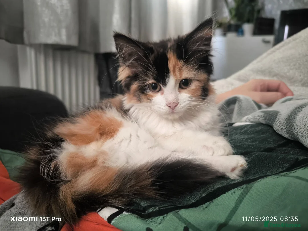 Mixed Breed cats for sale: Adorable White & Ginger Male Kitten for Sale in Nottingham - Advert 1