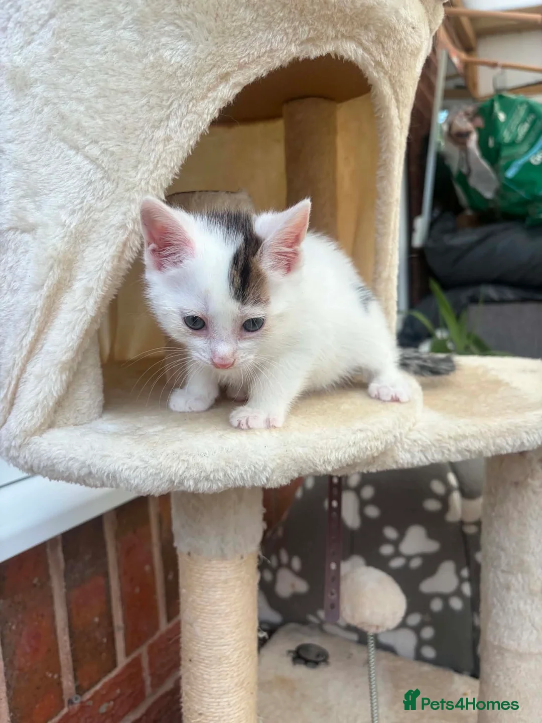 Mixed Breed cats for sale: Kittens - Advert 2
