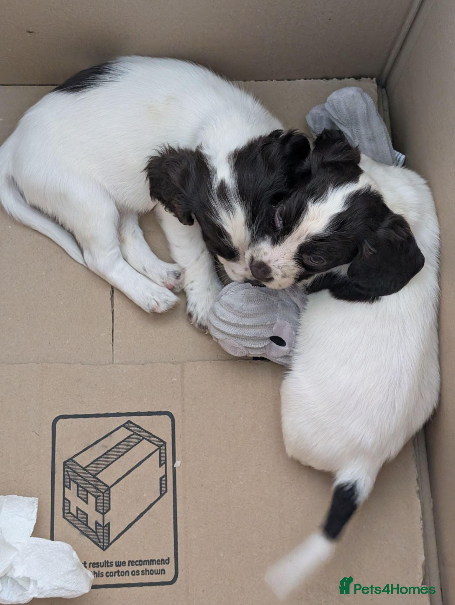 Cocker Spaniel dogs Adorable cocker spaniels,  1 girl available  - Advert 1