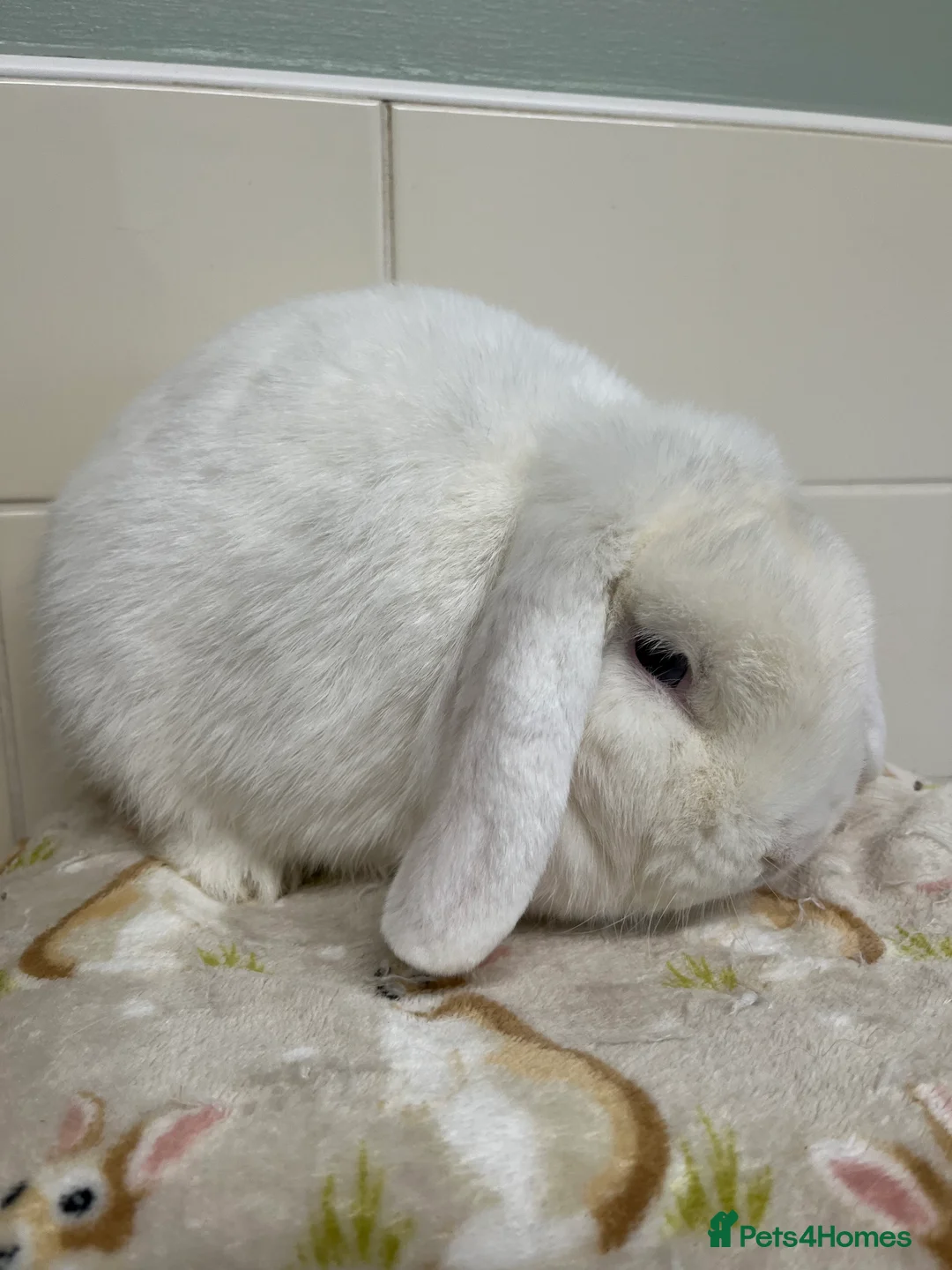 Mini Lop rabbits for sale: 3 ADULT BUNNIES LOOKING FOR NEW HOMES  - Advert 8