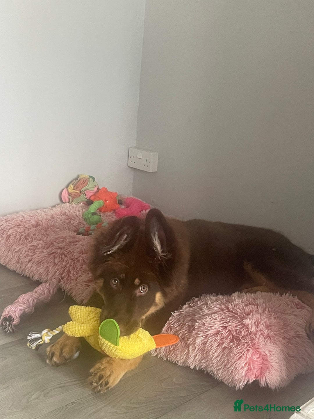 German Shepherd dogs for sale: Queenie a liver German shepherd  - Advert 2