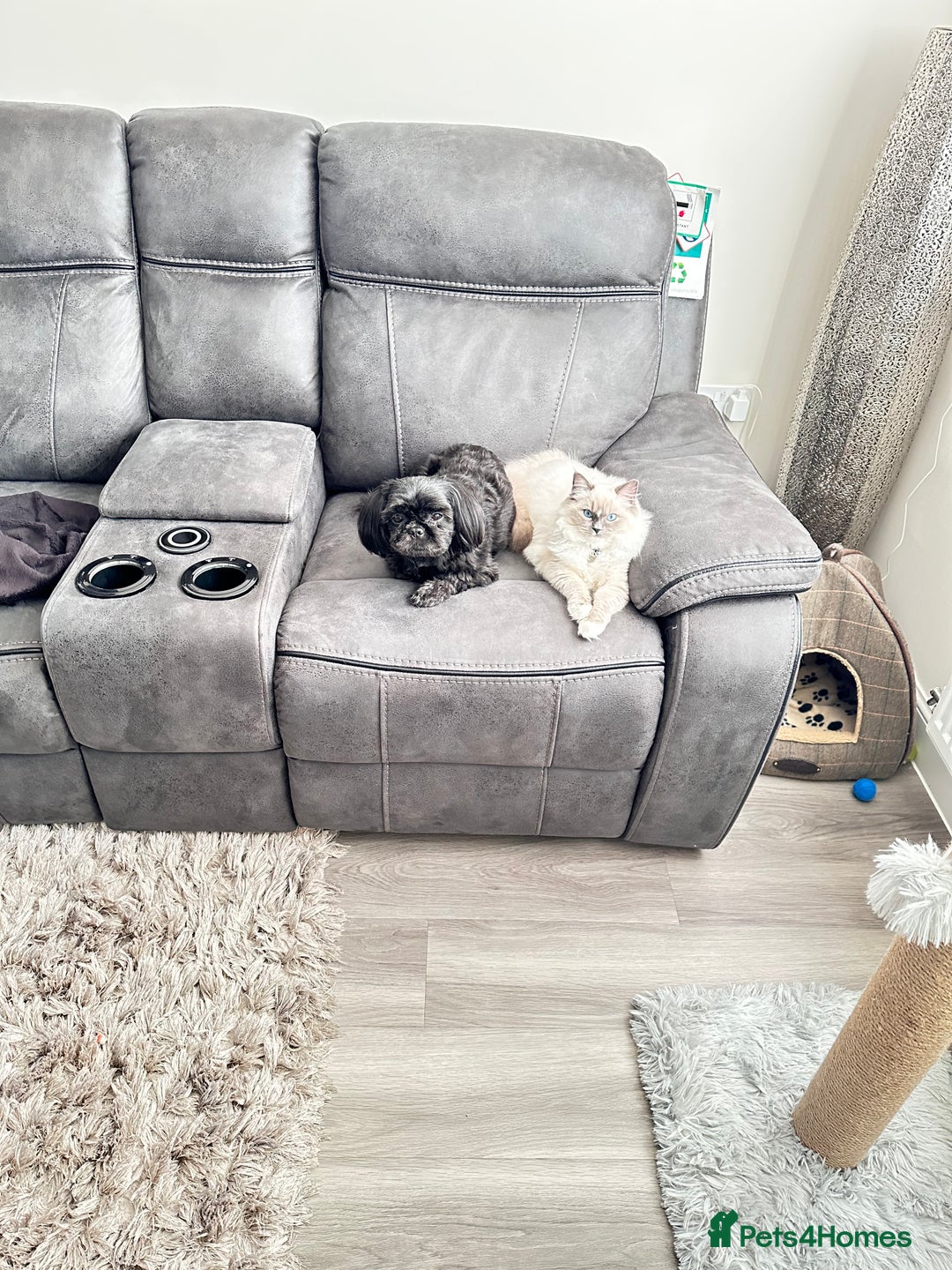 Shih Tzu dogs for sale: Shih Tzu 10 years old dog needing to be rehomed!!  - Advert 3