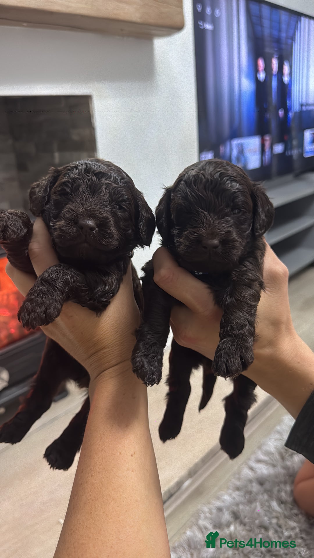 Cockapoo dogs for sale: Cockerpoos  - Image 7