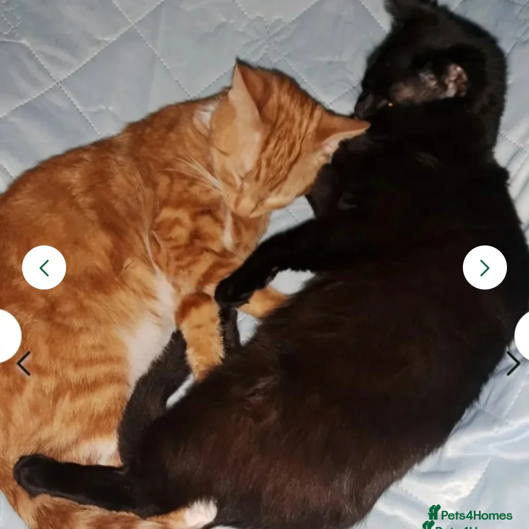Mixed Breed cats for sale: Rehoming Ash and Gizmo  - Advert 14