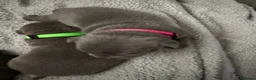 Staffordshire Bull Terrier dogs for sale: Beautiful litter of 6 KC Reg blue SBT PUPS - Advert 32