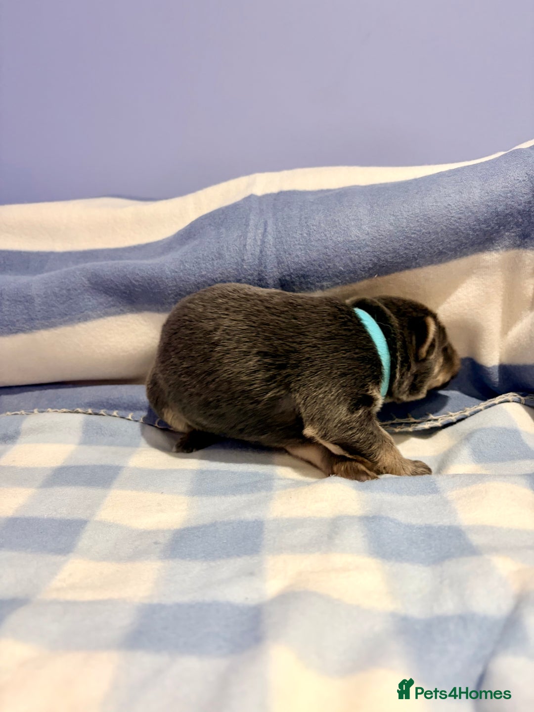 German Shepherd dogs for sale: 🐶 Beautiful KC Registered Puppies Available 🐶 - Advert 11