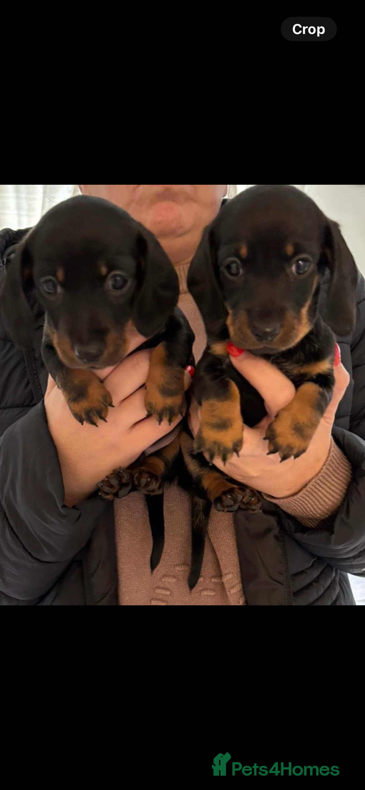 Miniature Dachshund dogs Just 2 black & tan minis remaining!!  - Advert 2
