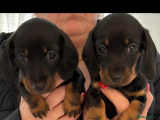 Miniature Dachshund dogs Just 2 black & tan minis remaining!! - Advert 3