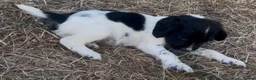English Springer Spaniel dogs for sale: Healthy springer spaniel pups - Advert 17