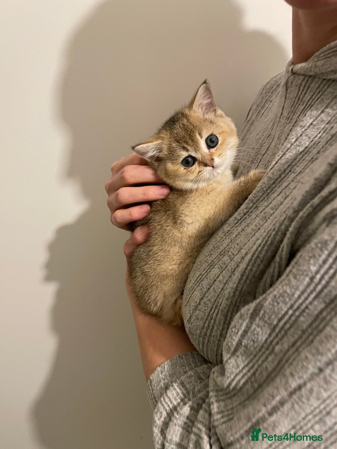 Scottish Fold cats for sale: GOLDEN SCOTTISH FOLD KITTENS  - Advert 3