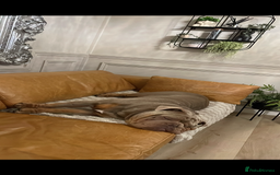 English Bulldog dogs for sale: Pablo - Image 4