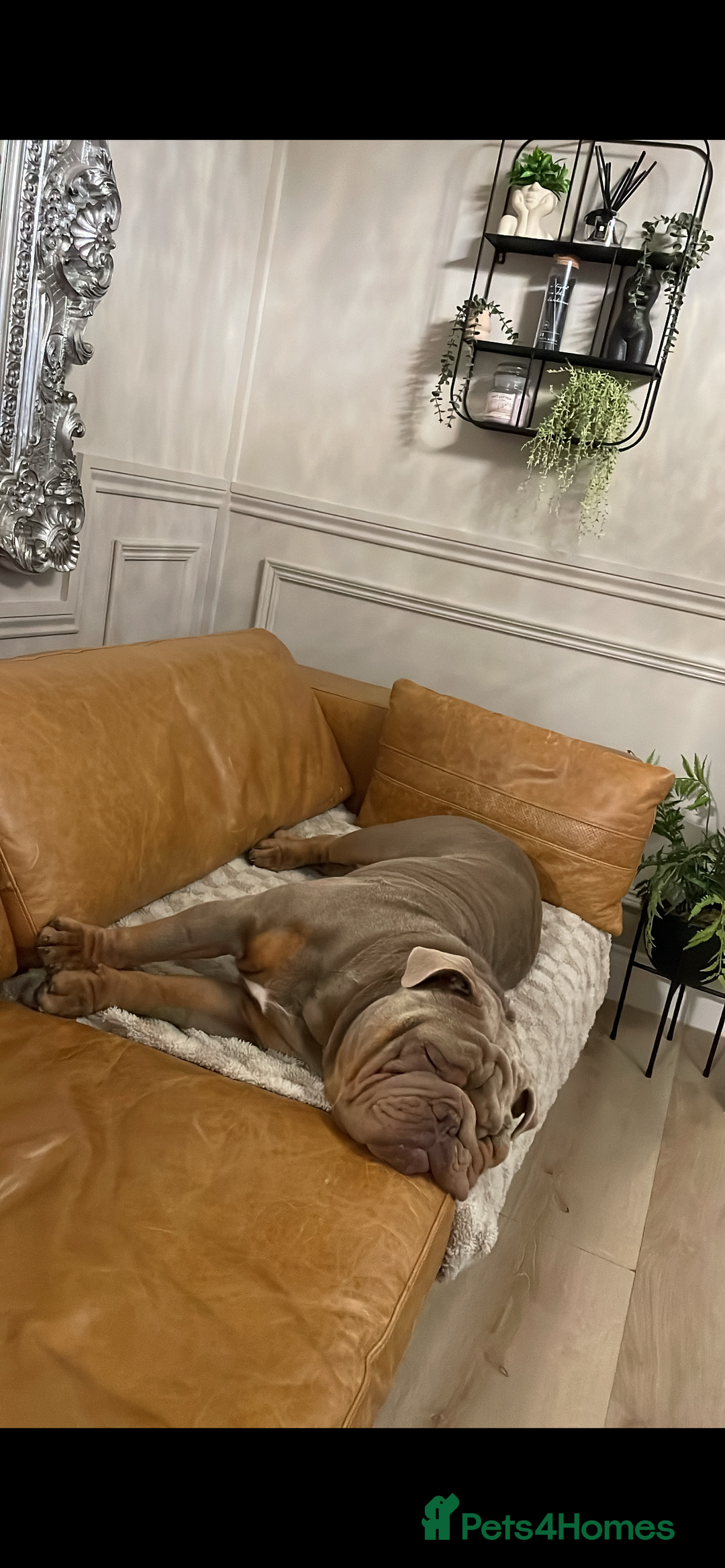 English Bulldog dogs for sale: Pablo - Image 4