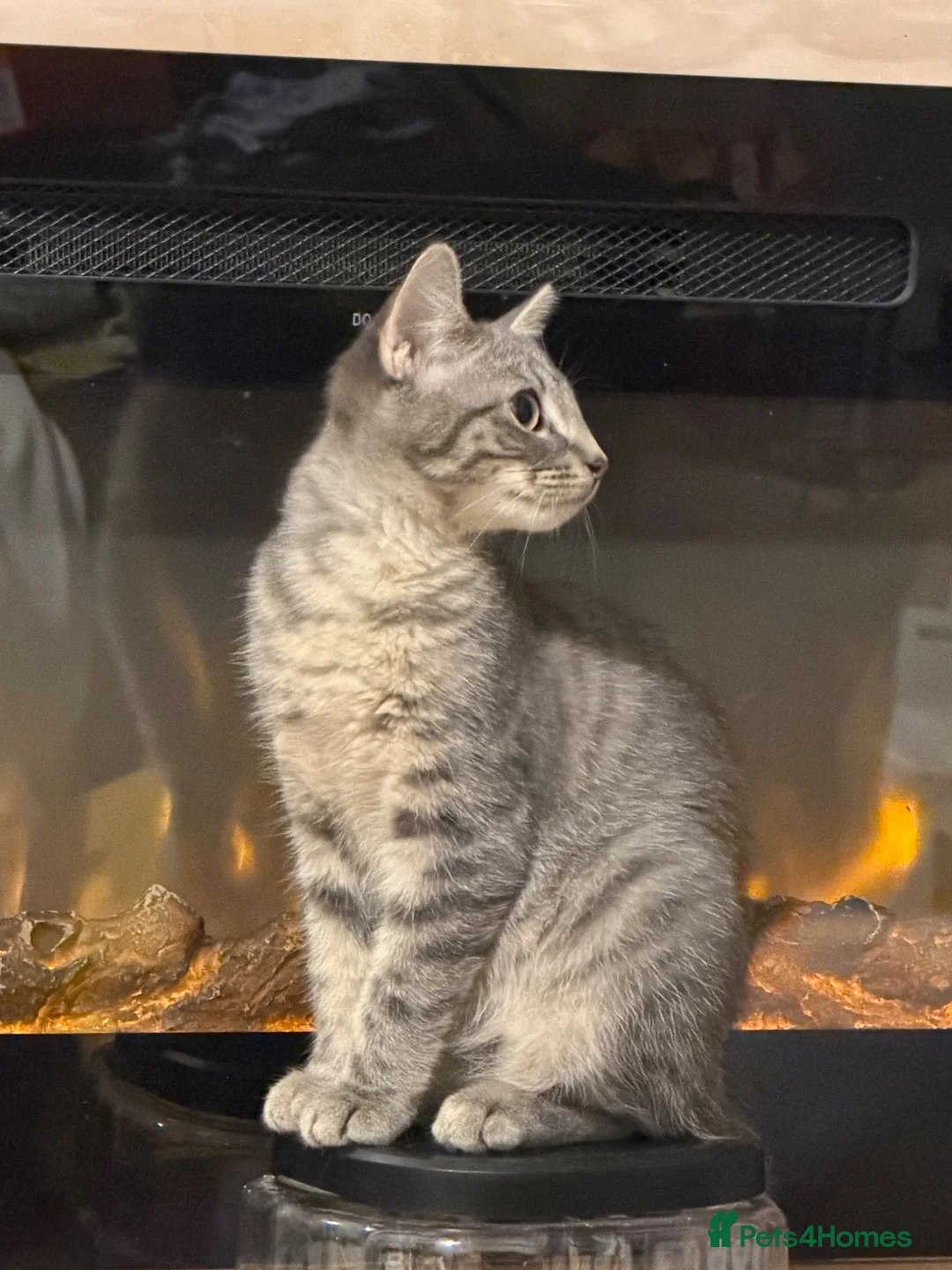 Bengal cats for sale: Stunning boy  - Advert 6