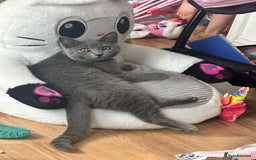 Scottish Fold cats for sale: Scottish straight boy  - Image 6