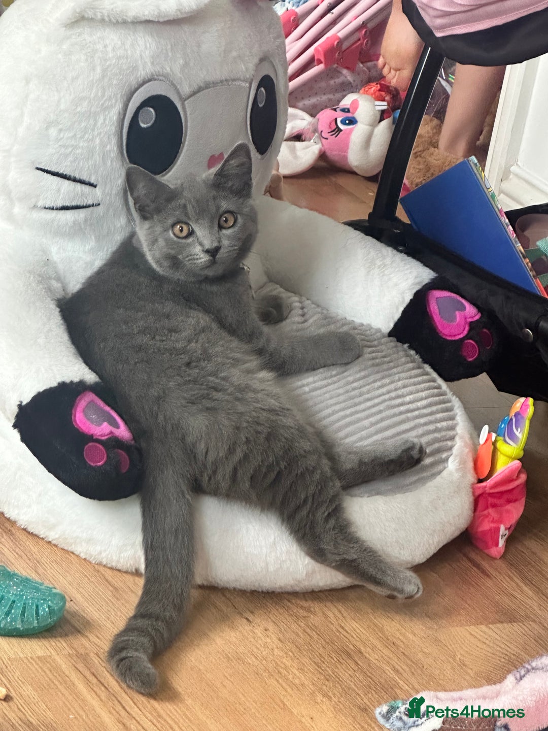 Scottish Fold cats for sale: Scottish straight boy  - Image 6