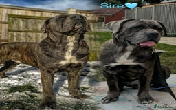 Cane Corso dogs for sale: Purebred Cane Corso puppies  - Image 23