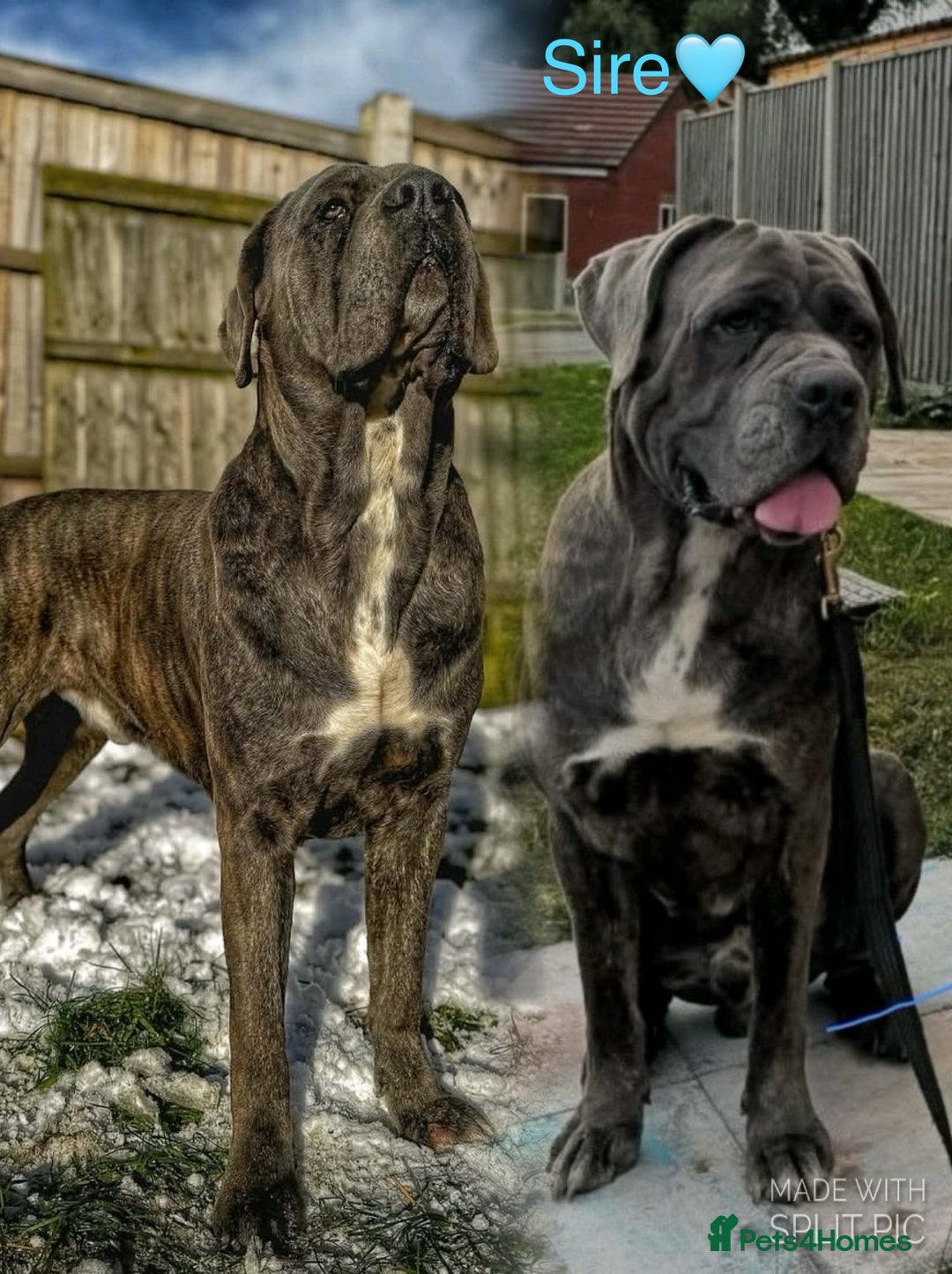 Cane Corso dogs for sale: Purebred Cane Corso puppies  - Image 23