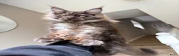 Maine Coon cats for sale: XL MAINE COON EUROPEAN LINES! Ready now!  - Advert 6