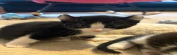 Mixed Breed cats for sale: Beautiful Tuxedo Kittens - Extraordinary Whiskers - Advert 5