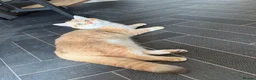 British Shorthair cats for sale: GCCF registered BSH Chocolate Golden Kittens - Advert 7