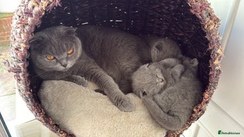 Scottish Fold cats - Advert 1