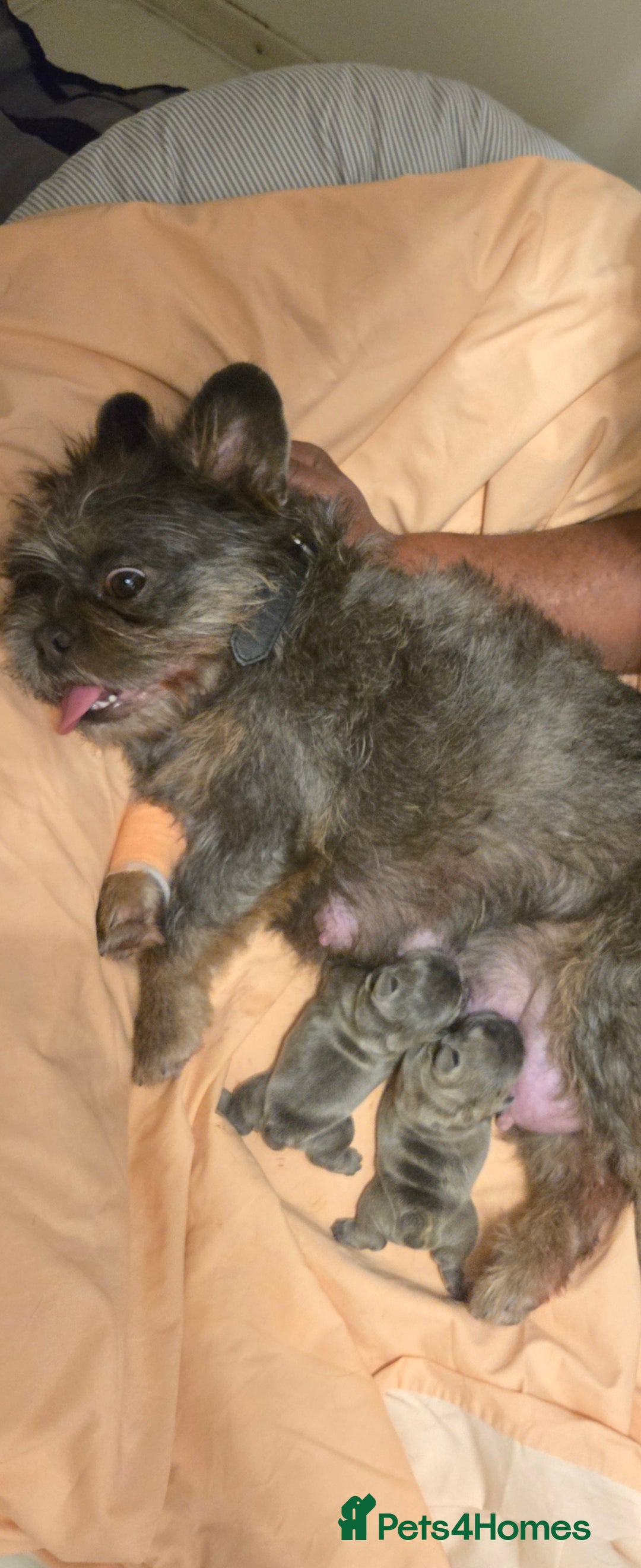 French Bulldog dogs for sale: Female french bulldog  - Image 2