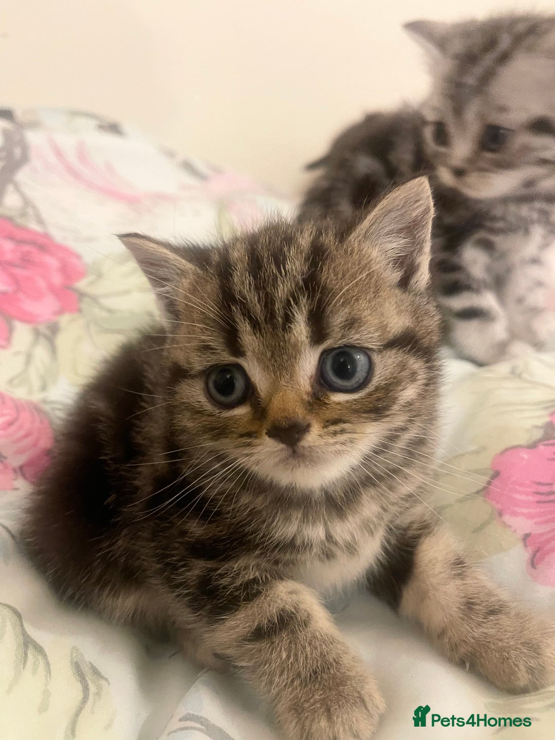 British Shorthair cats for sale: Bsh. Brown Tabby boy. RESERVED FOR JAMIE. - Advert 5