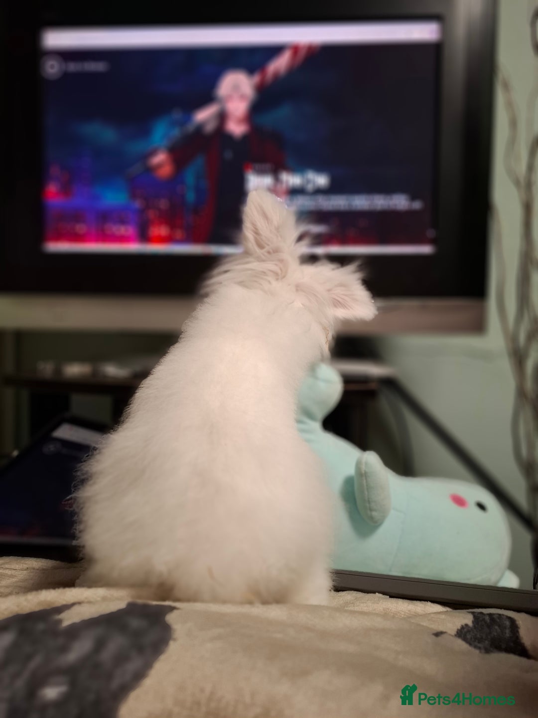 Lionhead rabbits for sale: Rabbit for adoption  - Image 2