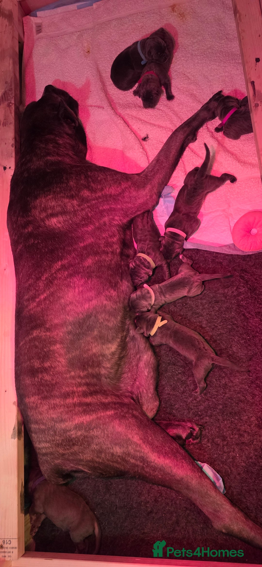 Cane Corso dogs for sale: 8 beautiful cane corsos  - Image 1