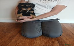 Cockapoo dogs for sale: Cockapoo puppies  - Image 8