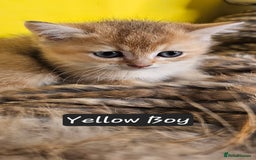 British Shorthair cats for sale: BSH GOLDEN KITTENS - Advert 37