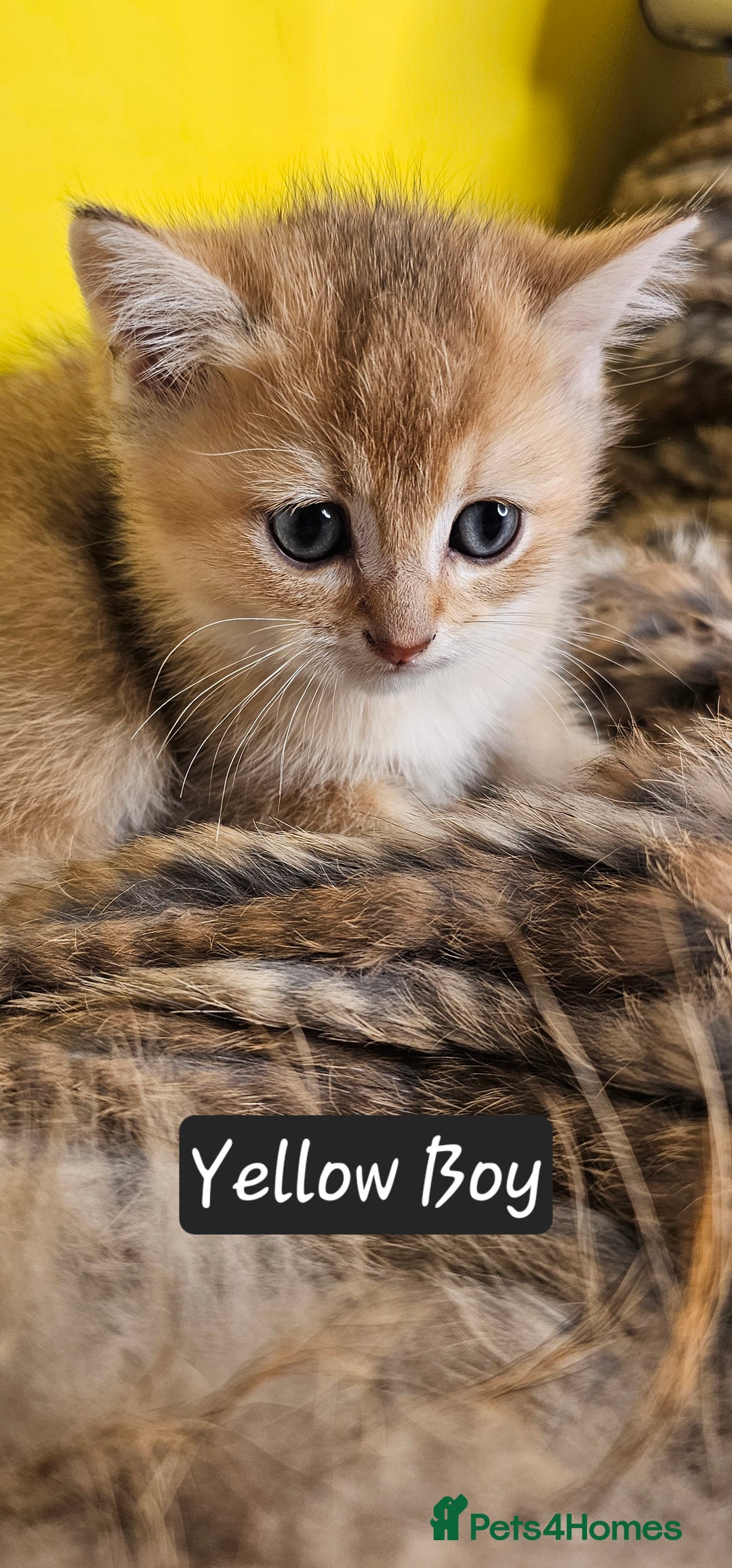 British Shorthair cats for sale: BSH GOLDEN KITTENS - Advert 37