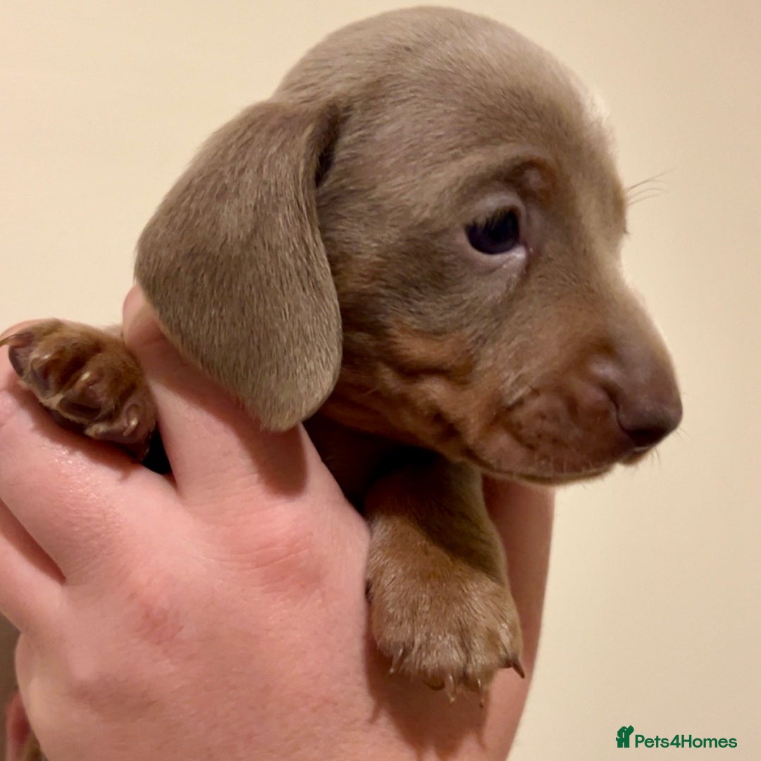 Miniature Dachshund dogs for sale: 🐾Beautiful kc mini dachshund pups ready 20 Dec🐾 - Advert 9