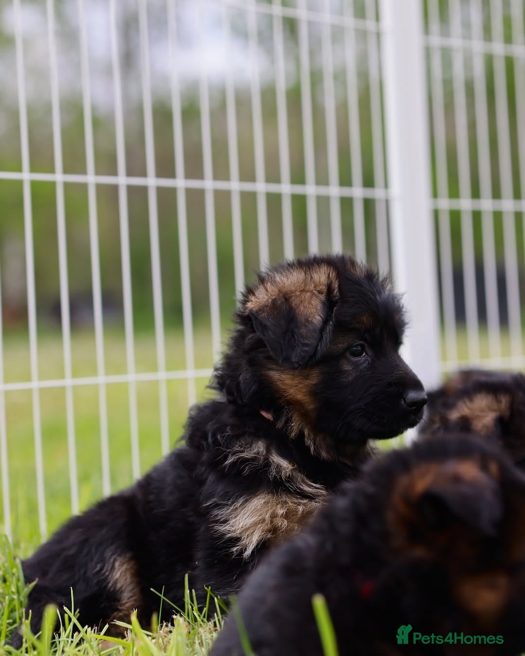 German Shepherd dogs for sale: 🐾🖤 Top-Quality Purebred German Shepherd Puppies - Image 17