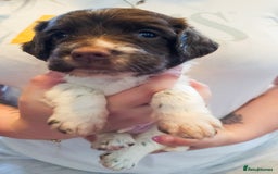 English Springer Spaniel dogs for sale: Ready now KC Reg Working Springer Spaniel Puppies - Image 8
