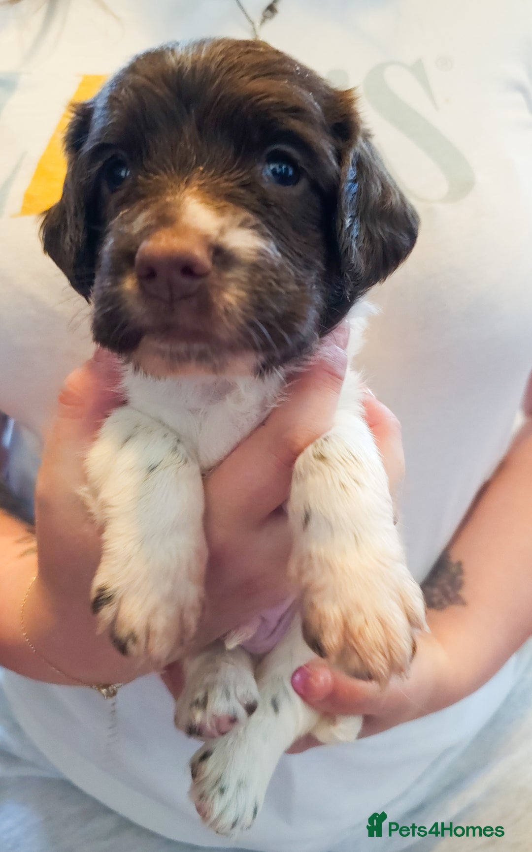 English Springer Spaniel dogs for sale: Ready now KC Reg Working Springer Spaniel Puppies - Image 8