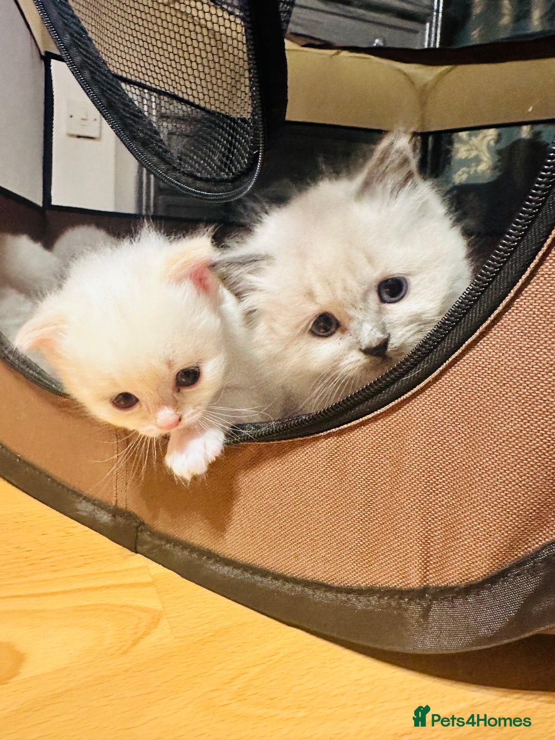 Siberian cats for sale: Neva Masquerade × Ragdoll Kittens – Hypoallergenic - Advert 18