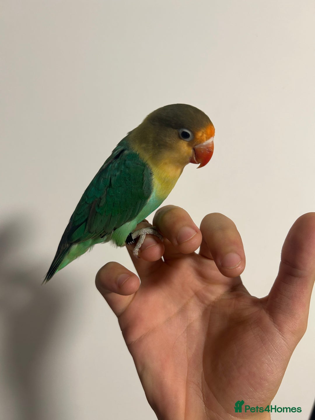 Lovebirds birds for sale: 4 weeks old love bird hand tamed - Image 5