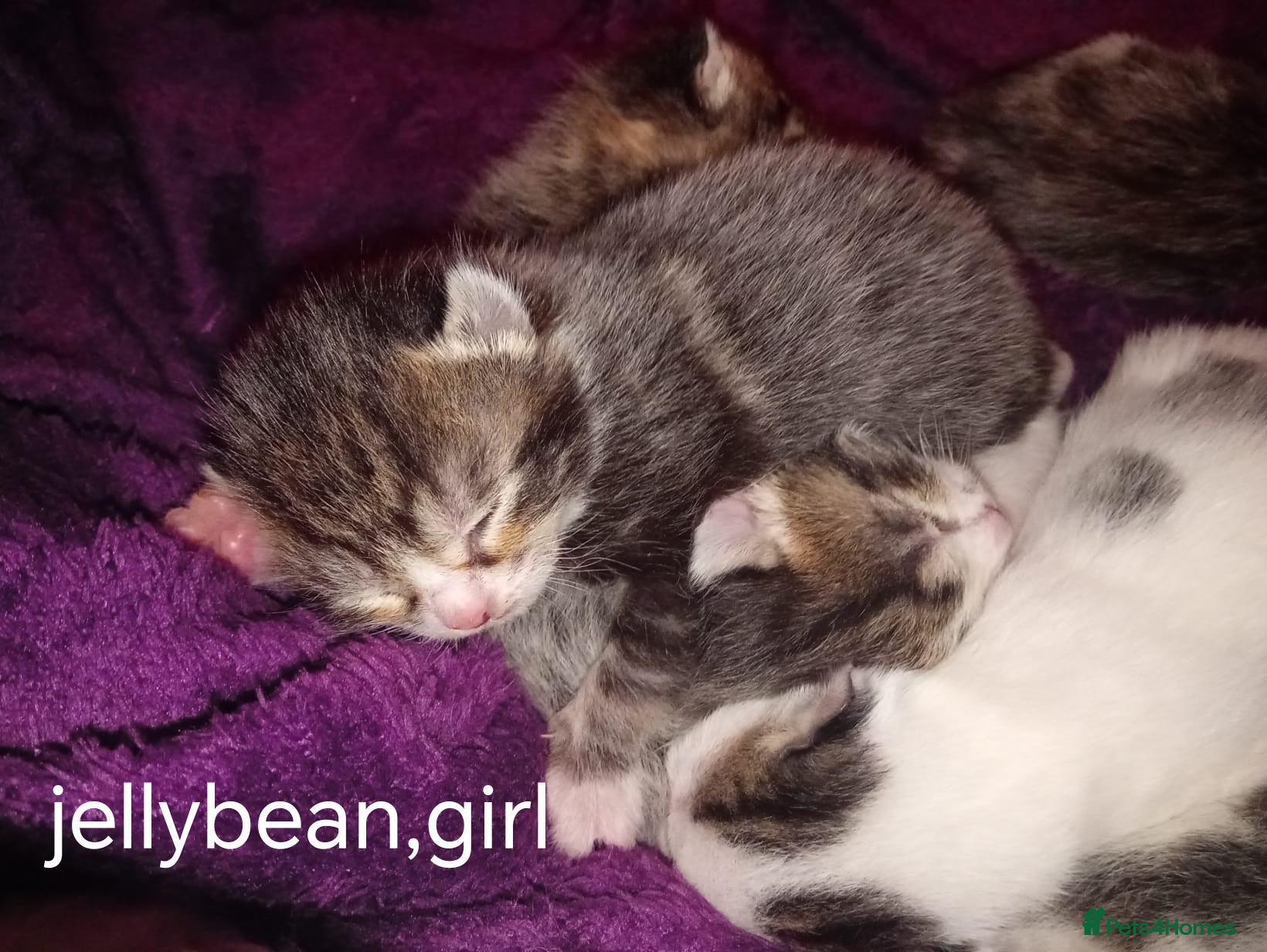 Mixed Breed cats Kittens Mixed breed (father 1/4 Bengal) - Advert 1