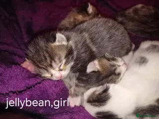 Mixed Breed cats Kittens Mixed breed (father 1/4 Bengal) - Advert 4