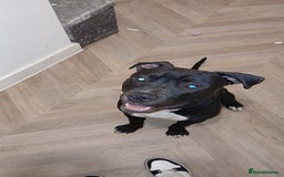 American Bull Staffy dogs for sale: 9 month old puppy  - Image 2