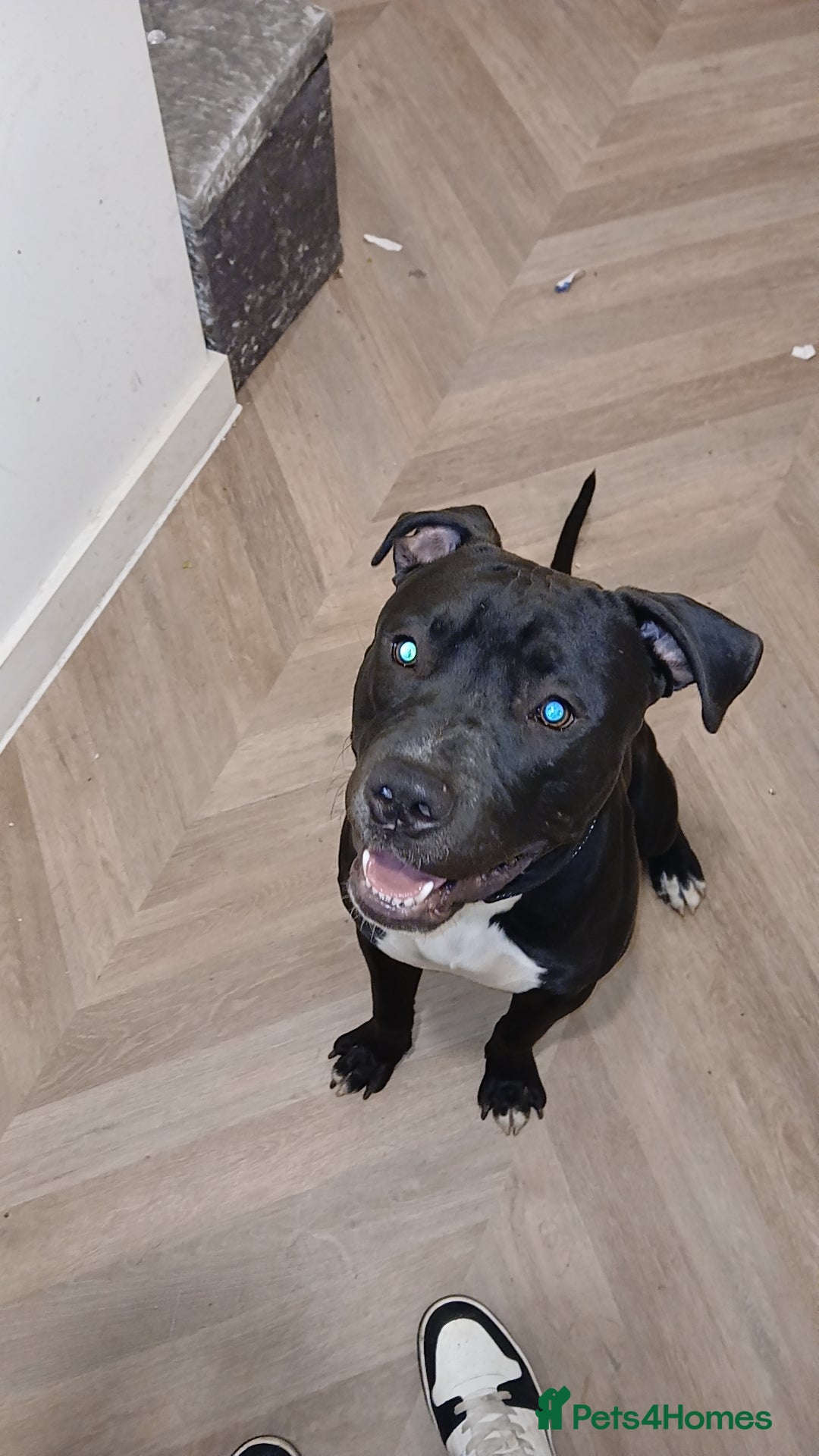 American Bull Staffy dogs for sale: 9 month old puppy  - Image 2