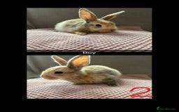 Mixed Breed rabbits for sale: Gorgeous baby bunnys - Image 2
