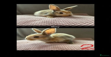 Mixed Breed rabbits - Advert 7