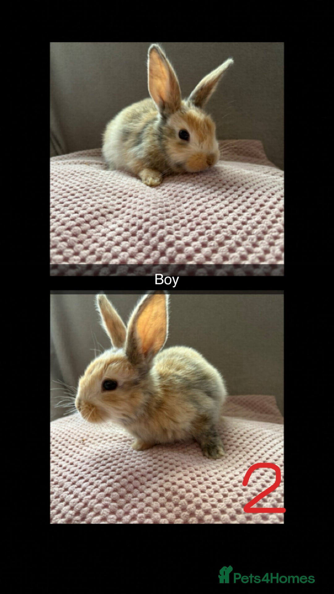 Mixed Breed rabbits for sale: Gorgeous baby bunnys - Image 2