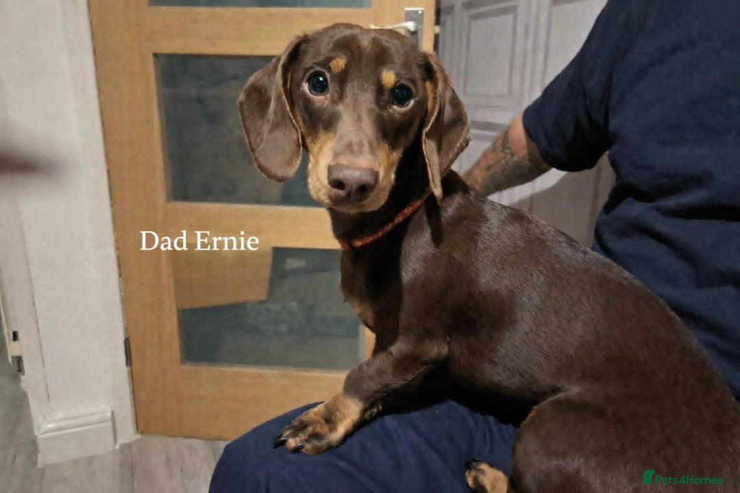 Miniature Dachshund dogs for sale: Miniature Dachshund Puppies- Family Raised - Advert 8