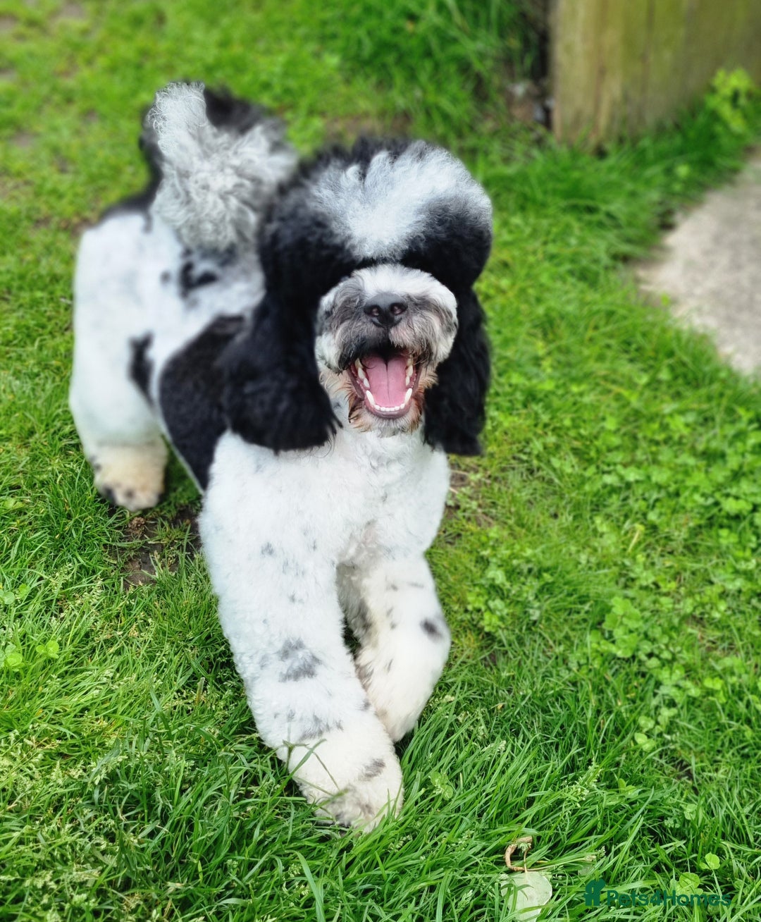 Miniature Poodle dogs for stud: Gorgeous Parti Miniature Poodle - Advert 19