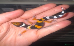 Gecko reptiles for sale: Babies & adults  - Image 1
